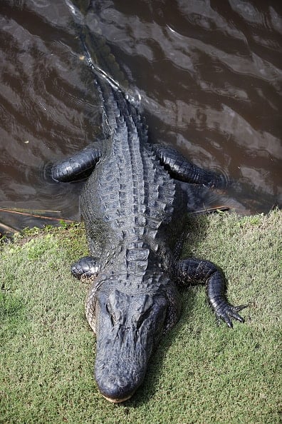 Zurich Classic Of New Orleans Round One