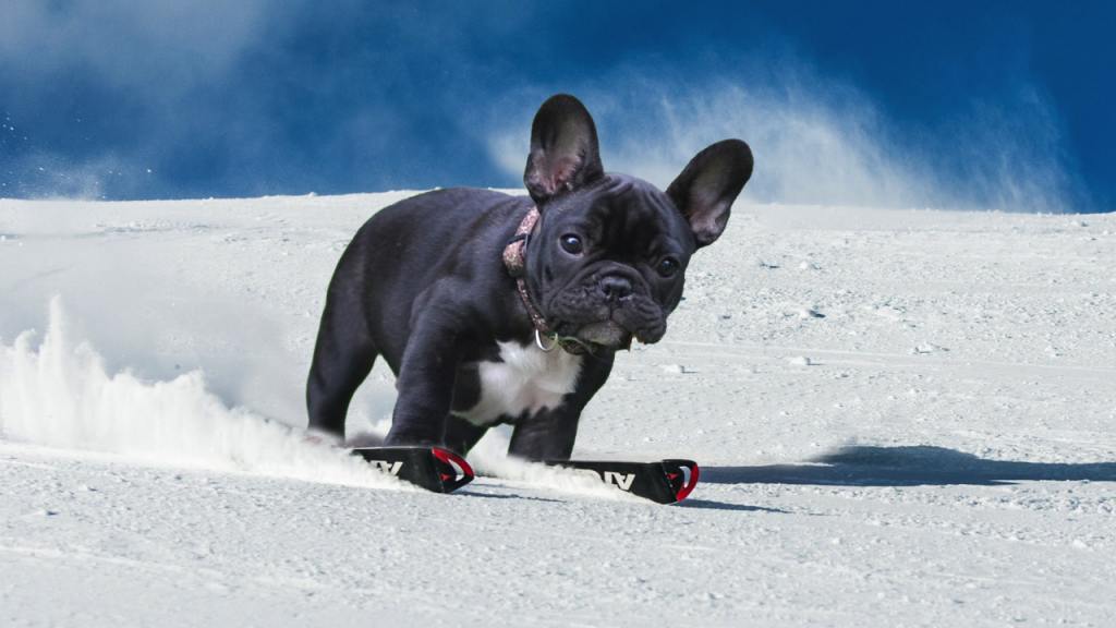 Skiing Eye Dog