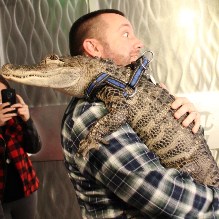 Wally The Emotional Support Alligator