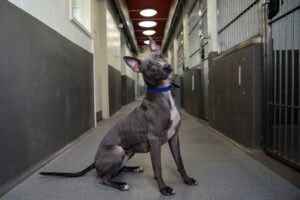 Battersea Dogs Home's Long Stay Dogs