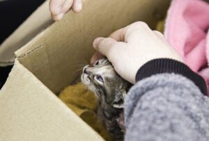 Cat in box ready for adoption