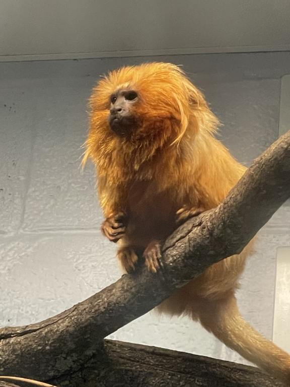 Monkey at the zoo.