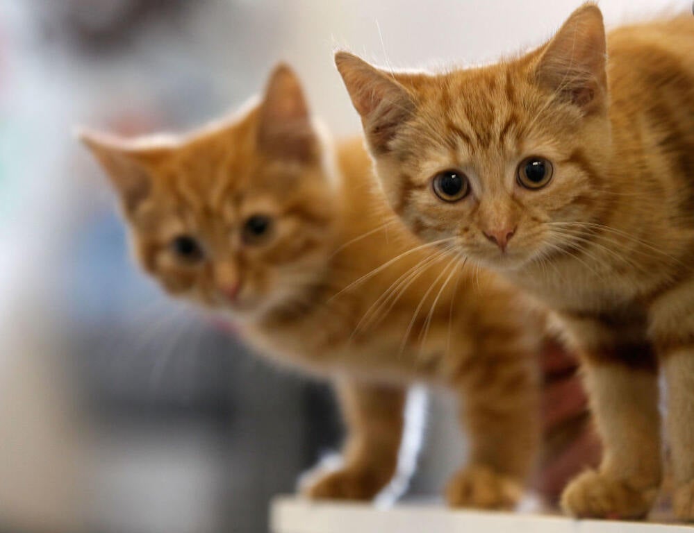 13-week-old kitten waits with her brother Charlie (L) to be re-homed: Cat Cafés in Philadelphia