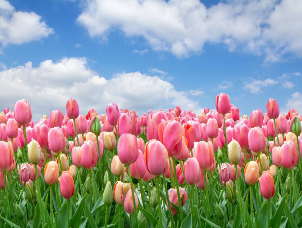 Tulip Tips: Here's What You Need To Know About New Jersey's Big Tulip ...