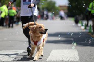 4 Benefits Of Getting Your Dog A DNA Test