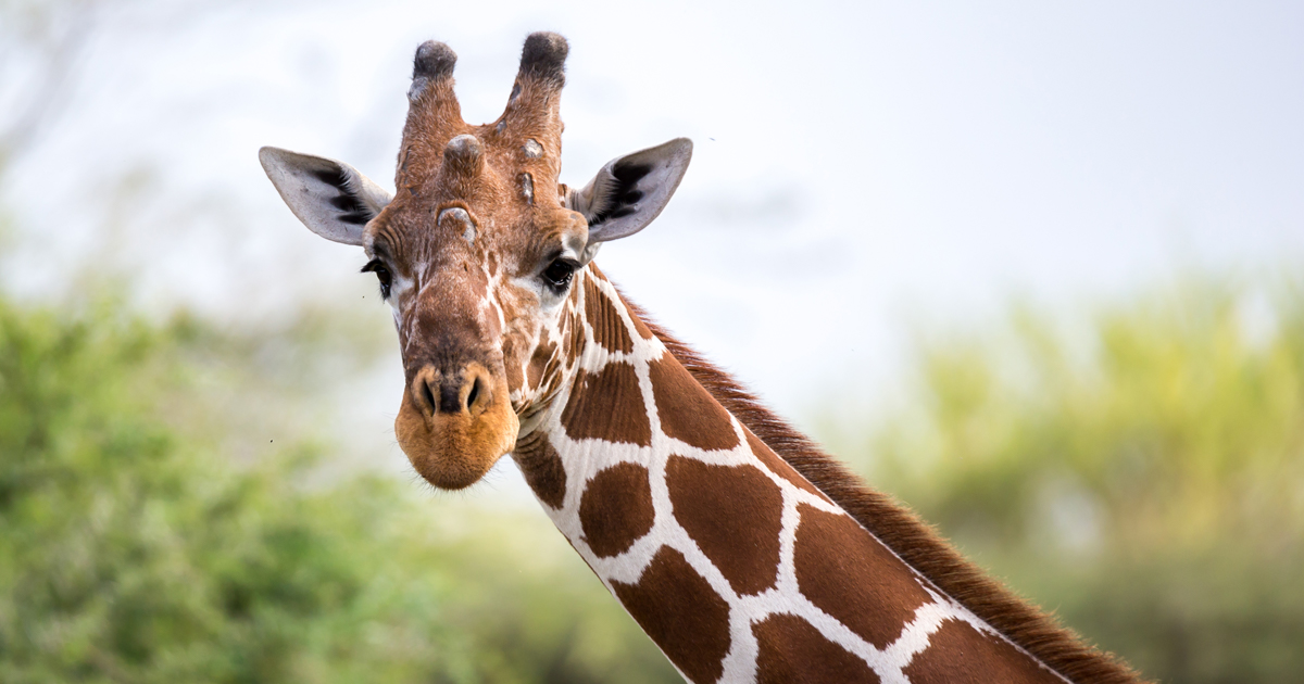 Giraffe Children's Mental Health Awareness Day