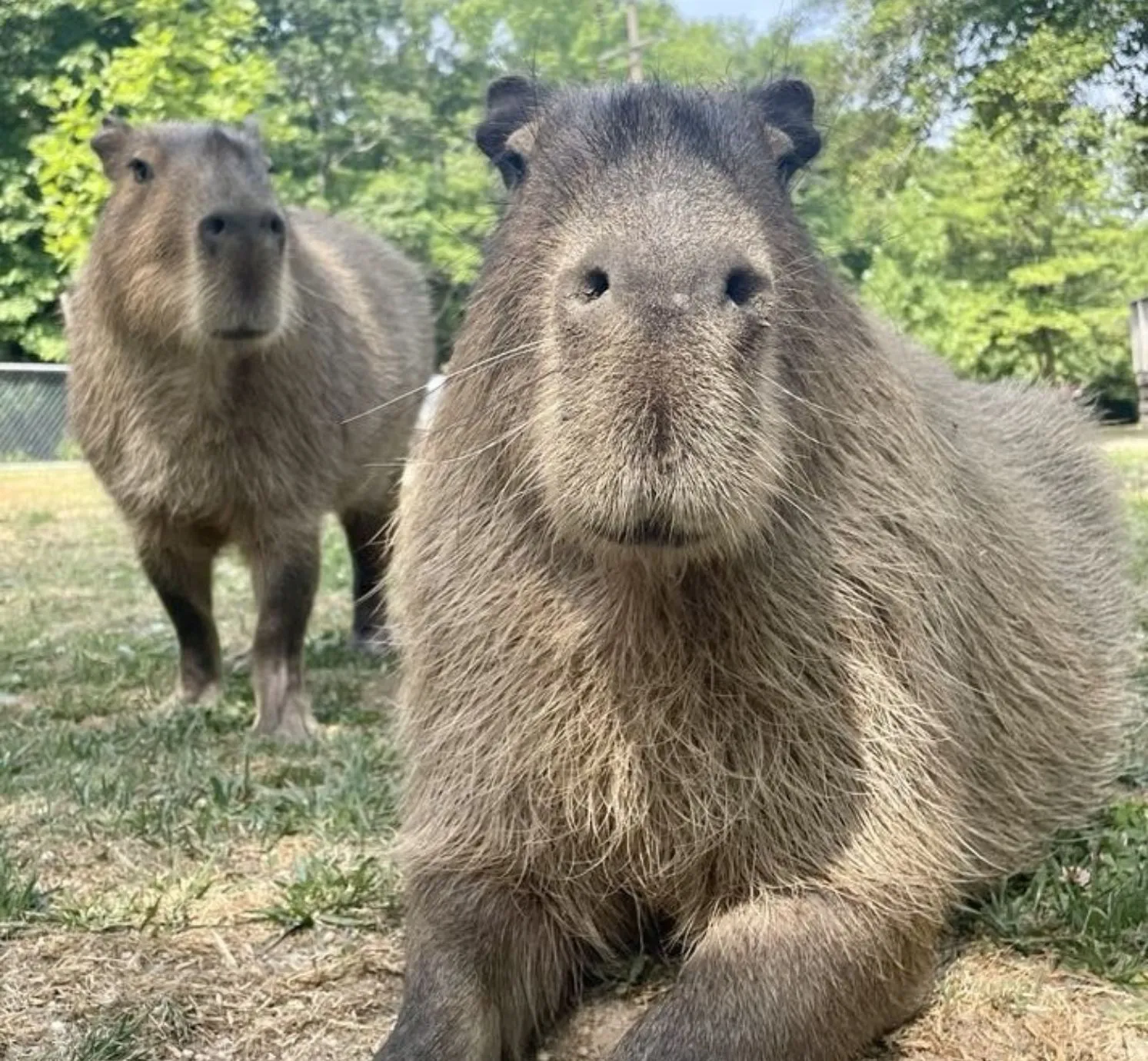 Cape May Zoo Capybaras