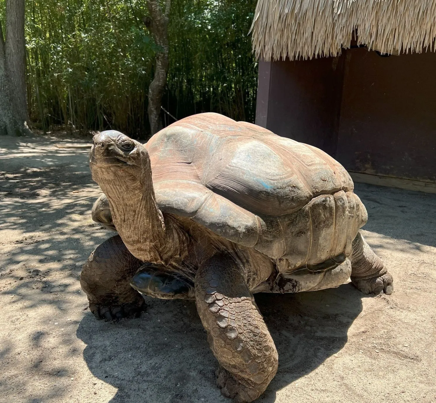 Cape May Zoo Galapagos Tortoise