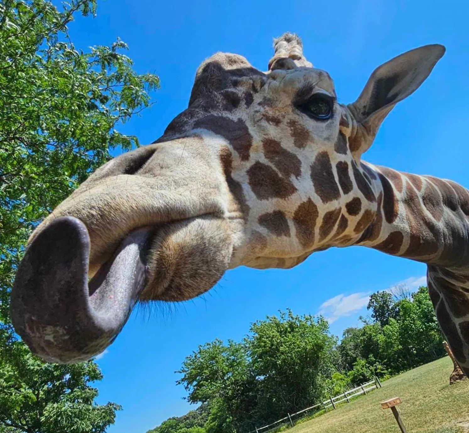 Cape May Zoo Giraffe