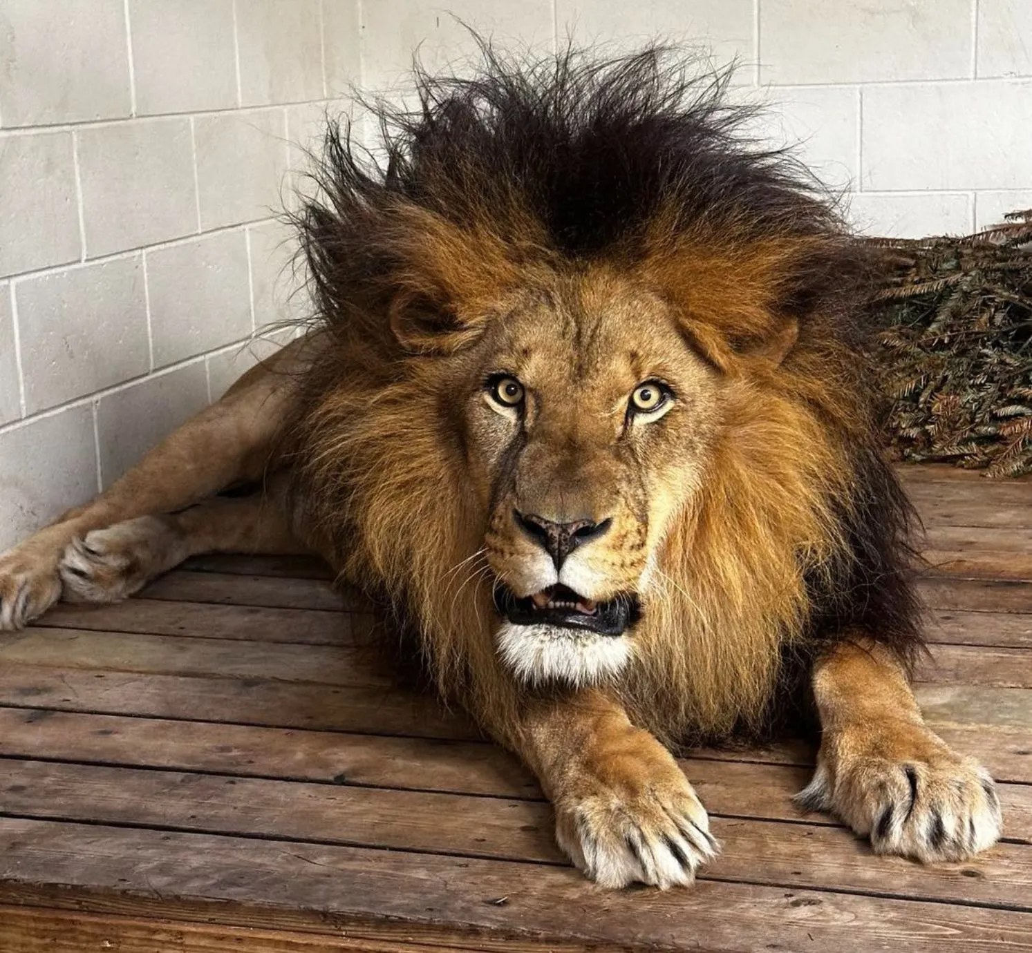 Cape May Zoo Lion