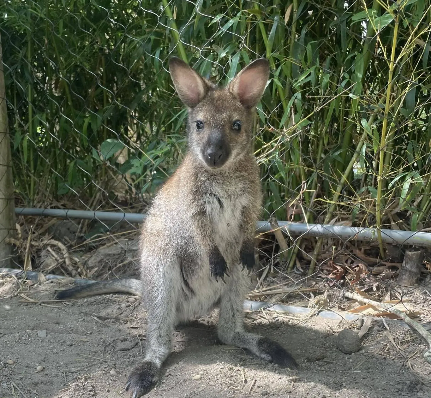 Cape May Zoo Wallaby