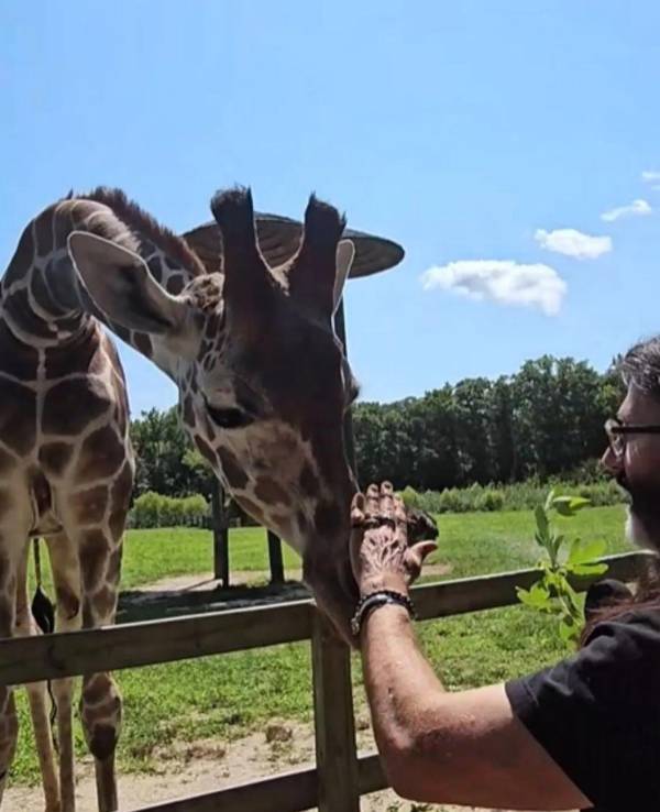 feeding a giraffe at the cape may zoo